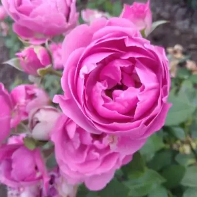 Роза МИСТИ БАБЛС спрей в Фаниполе