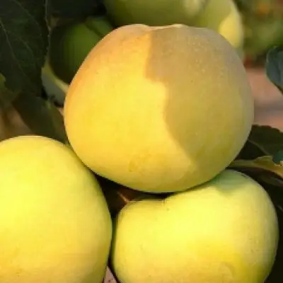 Яблоня АНТОНОВКА ЗОЛОТАЯ в Фаниполе