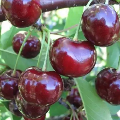 Вишня ЖАДАНА в Фаниполе