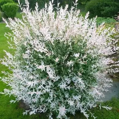 Ива ХАКУРО НИШИКИ в Фаниполе