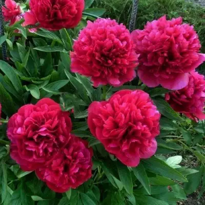 Пион БЕЛГРАВИЯ травянистый в Фаниполе