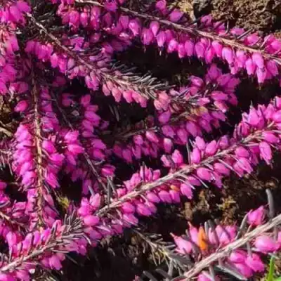 ЭРИКА "АЛЬПИЙСКИЙ ВЕРЕСК" (зимующая) сорт АТРОРУБРА в Фаниполе