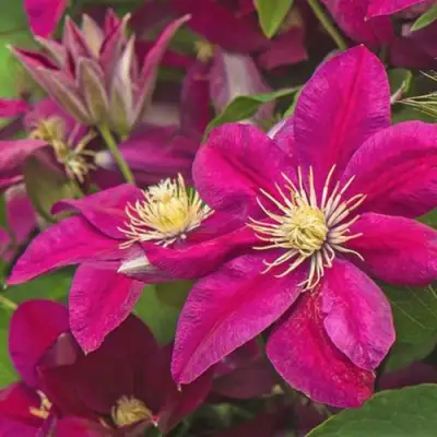 Клематис ЭРНЕСТ МАРКХАМ в Фаниполе