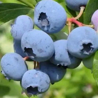 Голубика ДАРРОУ в Фаниполе
