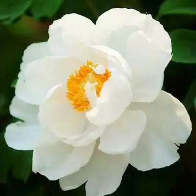 Пион ЛЕТНИЙ ДВОРЕЦ древовидный в Фаниполе