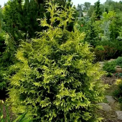 Туя ЗЕБРИНА ЭКСТРА ГОЛД складчатая в Фаниполе