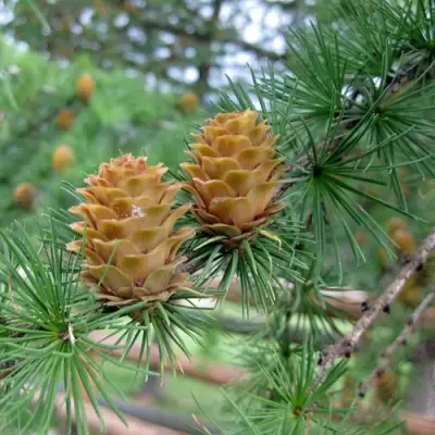 Лиственница КЕМПФЕРА в Фаниполе