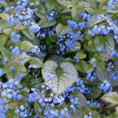 Бруннера ДЖЭК ФРОСТ в Фаниполе