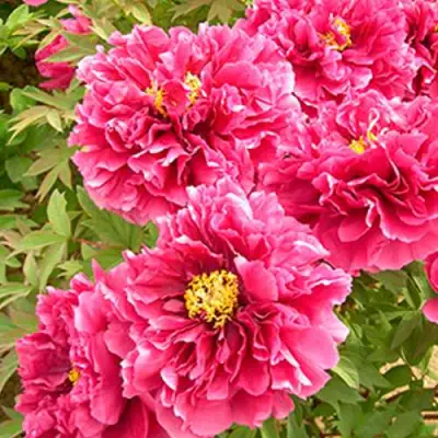 Пион ВОСХОД СОЛНЦА древовидный в Фаниполе