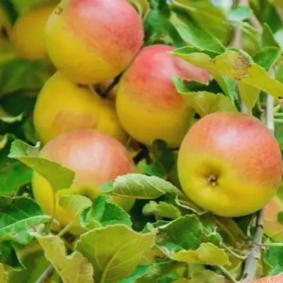 Яблоня ПАМЯТЬ БЛЫНСКОГО колонновидная в Фаниполе