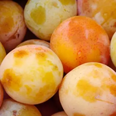 Слива ЯХОНТОВАЯ в Фаниполе