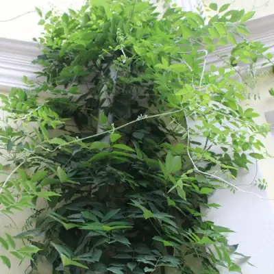 Глициния макростахия БЛЮ МУН в Фаниполе