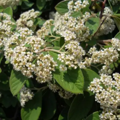 Кизильник пузырчатый в Фаниполе