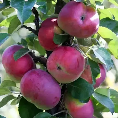 Яблоня ЕСЕНИЯ колонновидная в Фаниполе