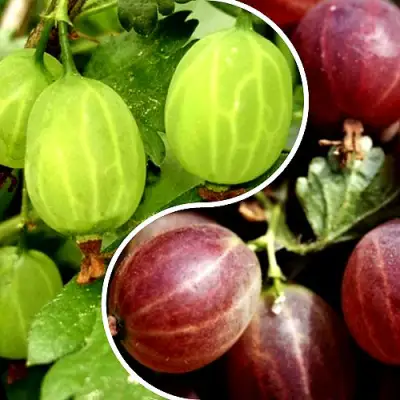 Комплект СКАЗКА в Фаниполе