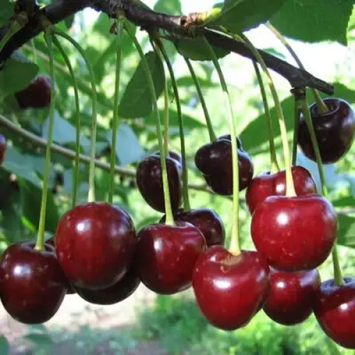 Вишня БЫСТРИНКА в Фаниполе