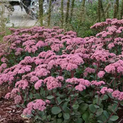 Очиток (седум) МАТРОНА в Фаниполе