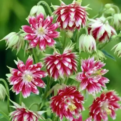 Аквилегия БАРЛОУ НОРА гибрид МакКаны в Фаниполе