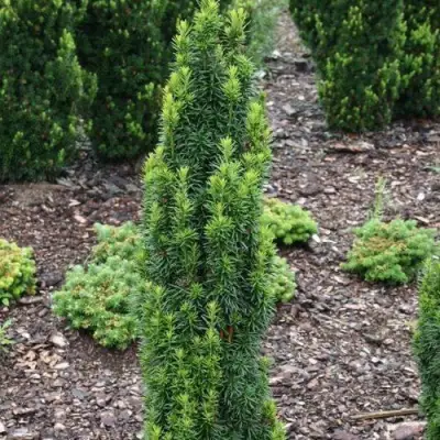 Тис ВОЙТЕК средний  в Фаниполе