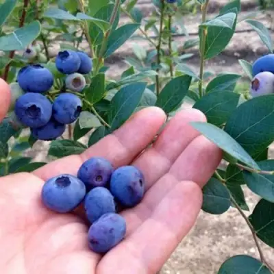 Голубика НОРТ КАНТРИ в Фаниполе