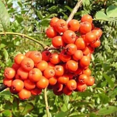 Рябина КОНЦЕНТРА сладкоплодная в Фаниполе