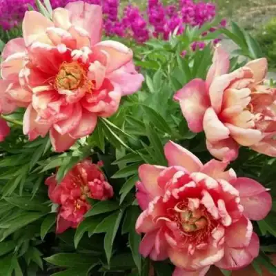 Пион ДЖУЛИЯ РОУЗ ито-гибрид в Фаниполе