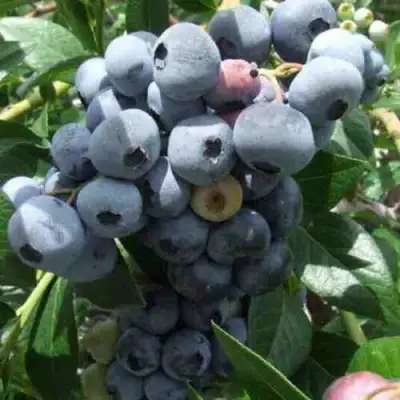 Голубика КРОЭТЭН в Фаниполе