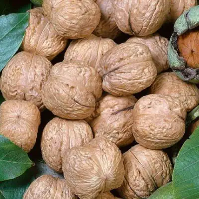 Грецкий орех ПРЕЗИДЕНТ в Фаниполе