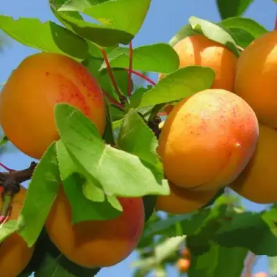 Абрикос КИЕВСКИЙ РАННИЙ в Фаниполе