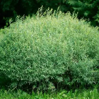 Ива НАНА пурпурная в Фаниполе