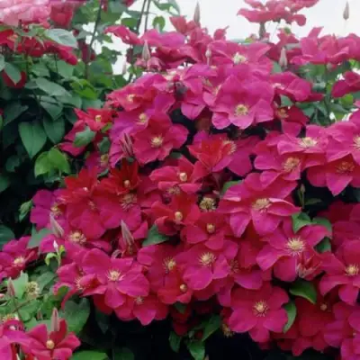 Клематис РУЖ КАРДИНАЛ в Фаниполе