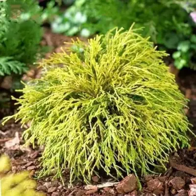 Кипарисовик ВАВЕЛ горохоплодный в Фаниполе