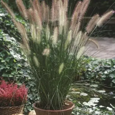 Пеннисетум ХАМЕЛН в Фаниполе