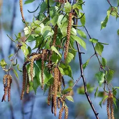 Береза ПОВИСЛАЯ в Фаниполе