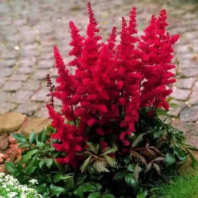 Астильба ГЛАТ Арендса в Фаниполе