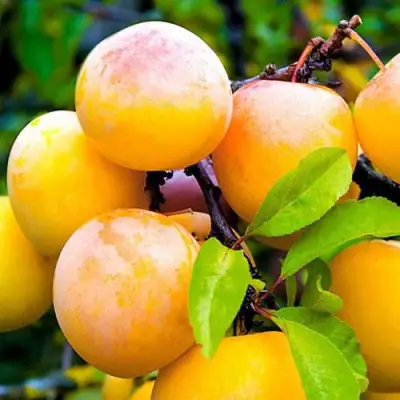 Слива МИНСКАЯ в Фаниполе