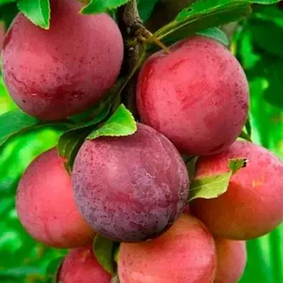 Слива КЛЕОПАТРА в Фаниполе