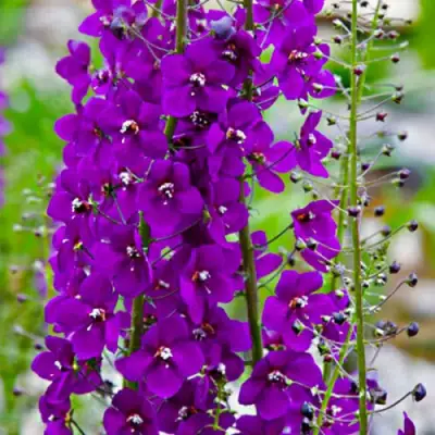 Коровяк ВИОЛЕТТА (вербаскум) в Фаниполе