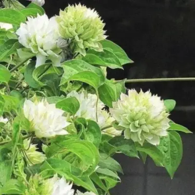 Клематис КОХАНА в Фаниполе