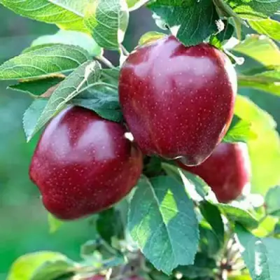 Яблоня РЕД ДЕЛИШЕС в Фаниполе