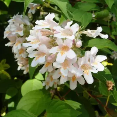 Кольквиция прелестная в Фаниполе