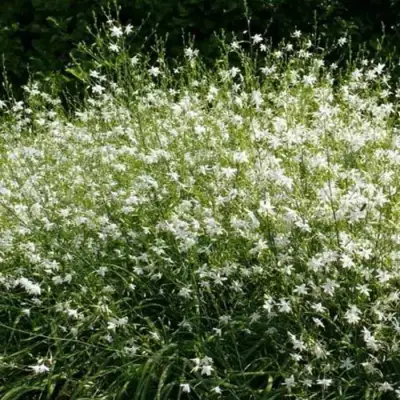 Венечник ветвистый в Фаниполе