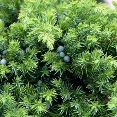 Можжевельник ШЛЯГЕР прибрежный в Фаниполе