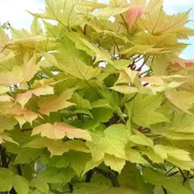 Клен ложноплатановый в Фаниполе