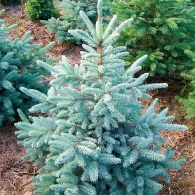 Ель КЕЙБАБ колючая в Фаниполе