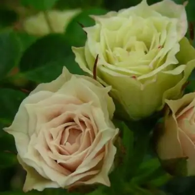 саженцы розы Грин Даймонд