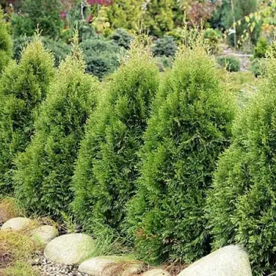 Туя СМАРАГД ВИТБОНТ западная в Фаниполе