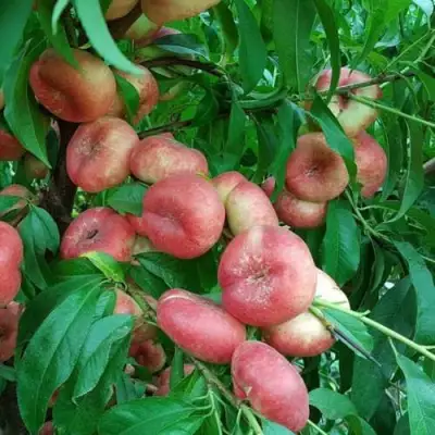 Нектарин КОНЦЕТТИНА в Фаниполе