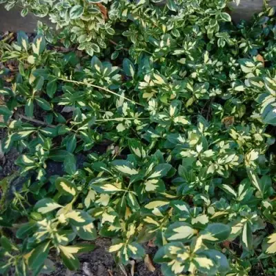 Бересклет САНСПОТ форчуна в Фаниполе