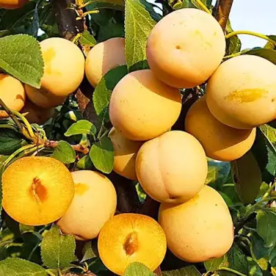 Слива РЕНКЛОД ранний в Фаниполе